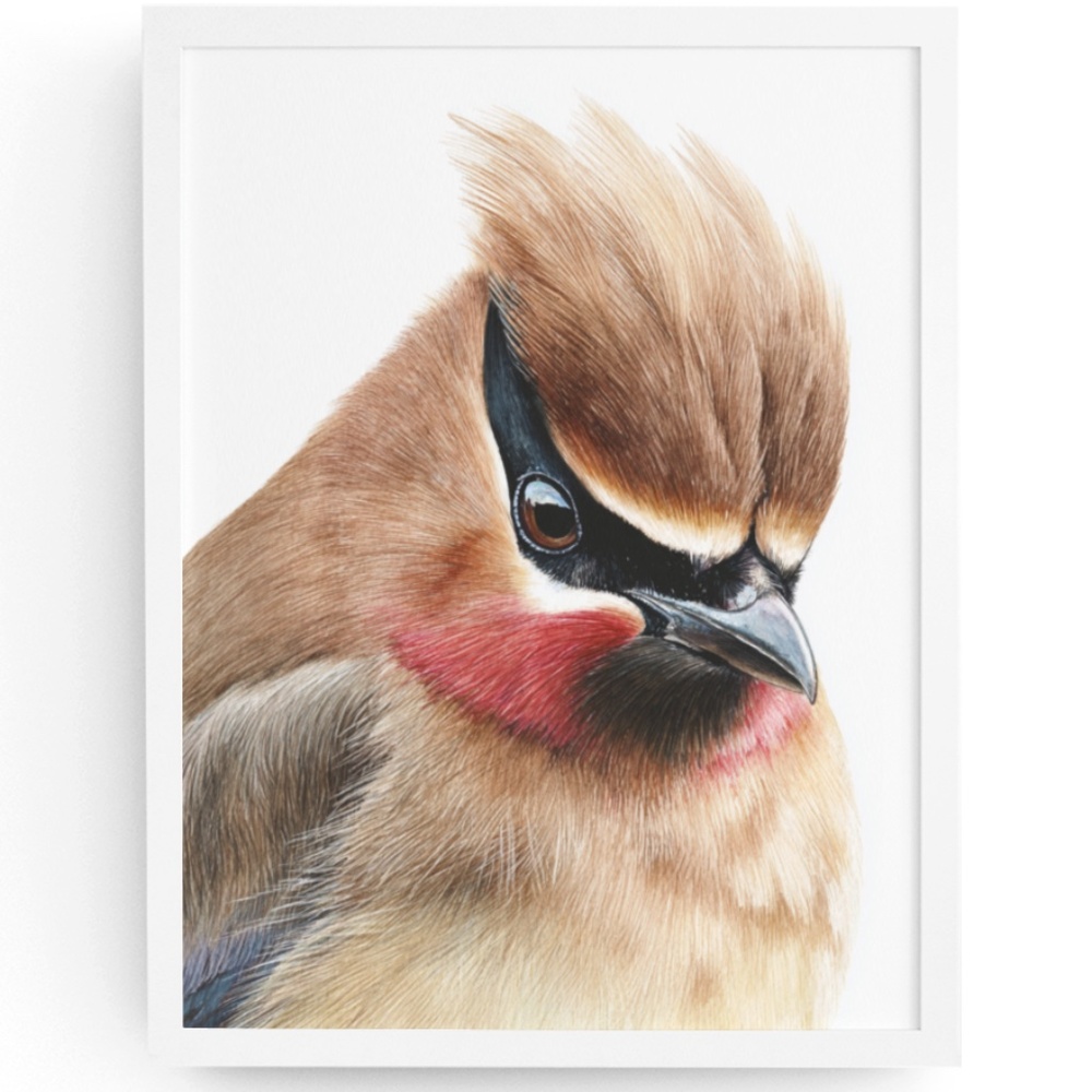 Watercolor Cedar Waxwing Bird Portrait Wall Art Print, Unframed - Vibrant Nature